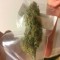 Northern Lights Strain